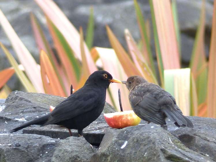 53 Kitewaho Road Swanson_43