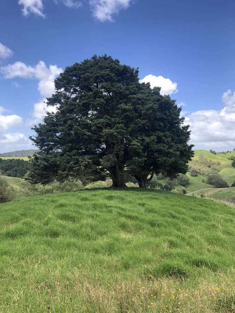 725 Golden Stairs Road Paparoa_10