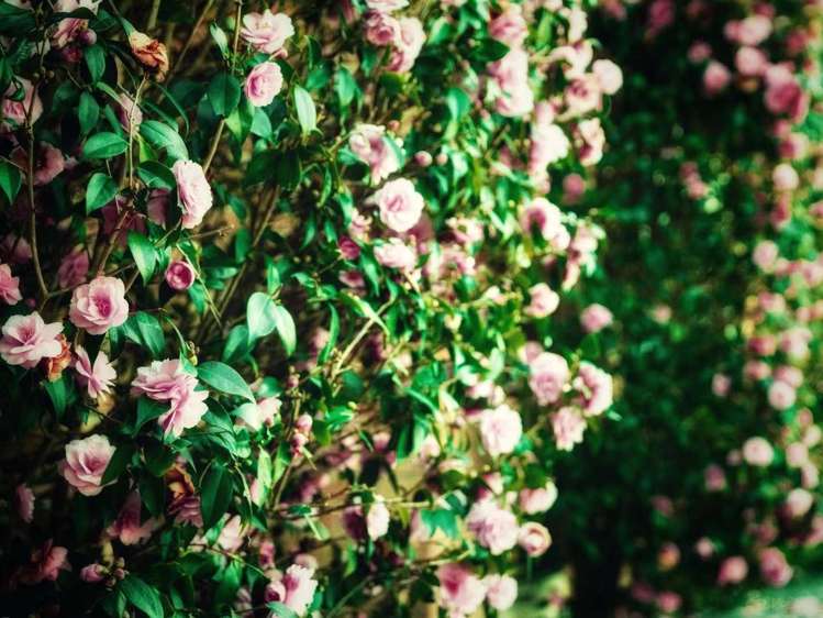 24 Date Crescent Aidanfield_31