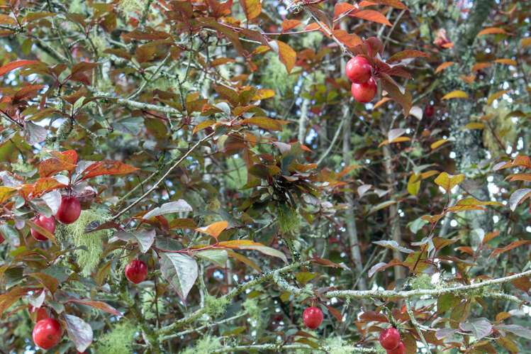 22 Sawmill Lane Camerons_26