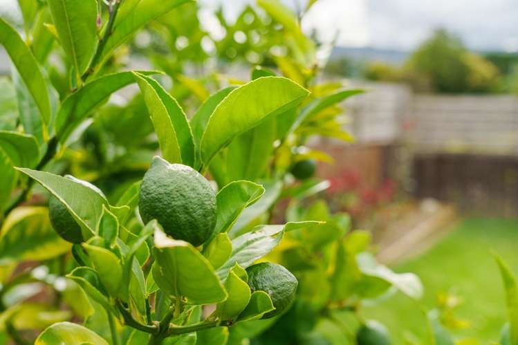 14 Williams Drive Te Puke_18