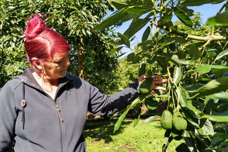 12 Timon Drive Hauraki Surrounds_14