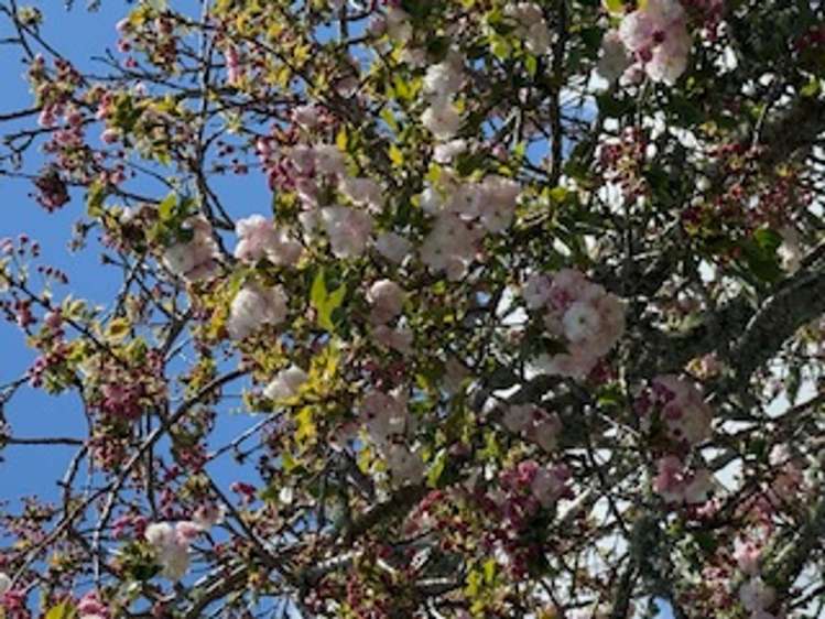 40 Robinson Street Cambridge_22