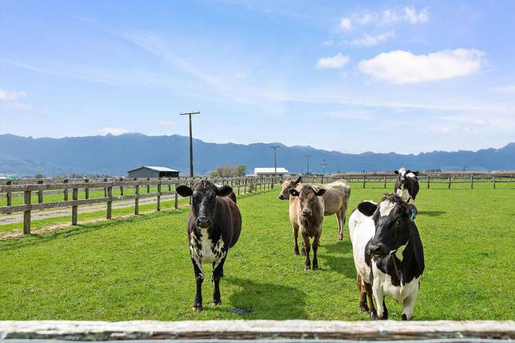 312 O'Donoghue Road Hauraki Surrounds_22