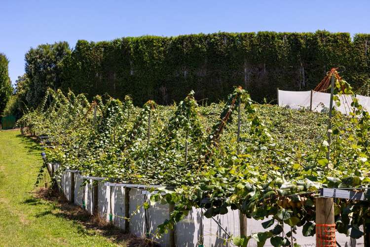 140C Wharawhara Road Tahawai_9