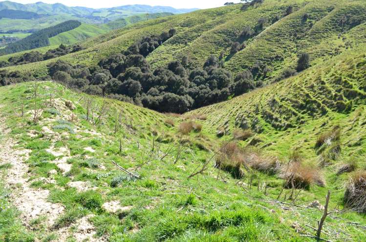 Mangapurupuru Road Bideford_10