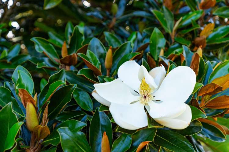 10 Ti Tree Place Mangawhai Heads_23