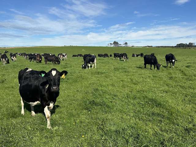 Optimal scale dairy with consistent production