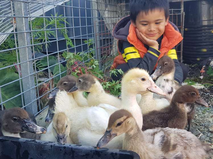 572a Pahi Road Paparoa_20