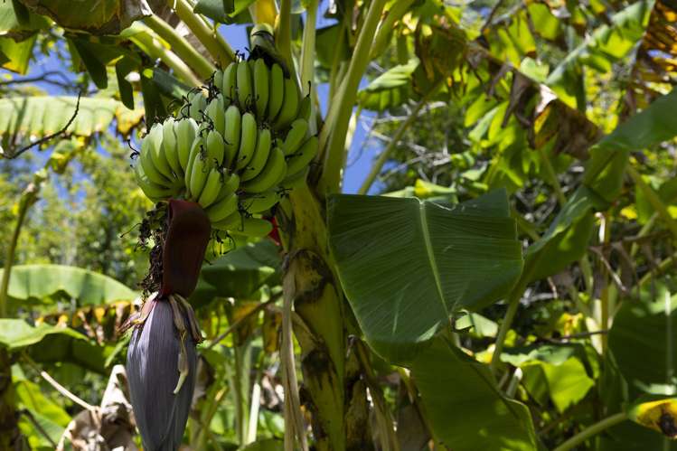 142 Takahe Road/ 2 Kaka St Ahipara_27