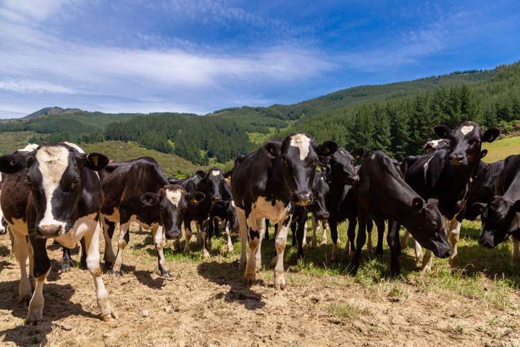 349 Anakiwa Road Anakiwa and Surrounds_9