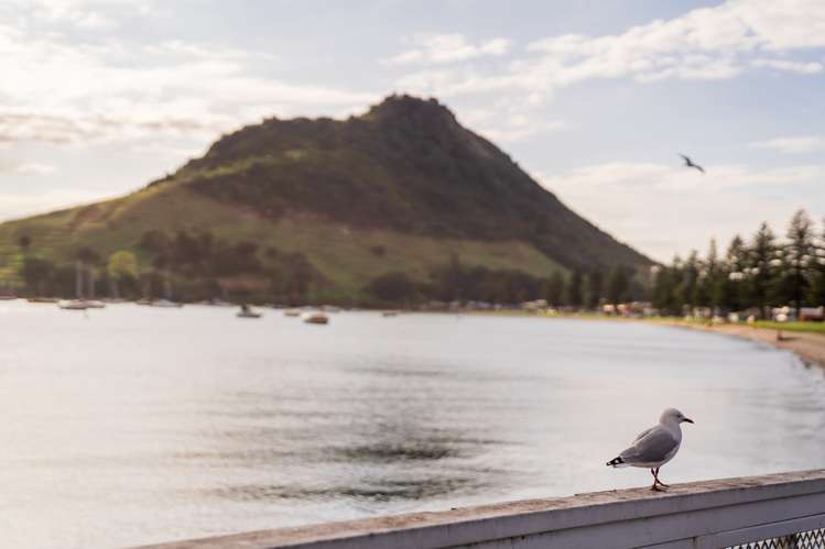 4/281 Dp Maunganui Road Mount Maunganui_11