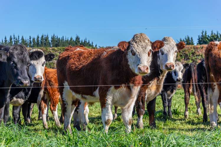 152 Stonyflat Road Loburn_17