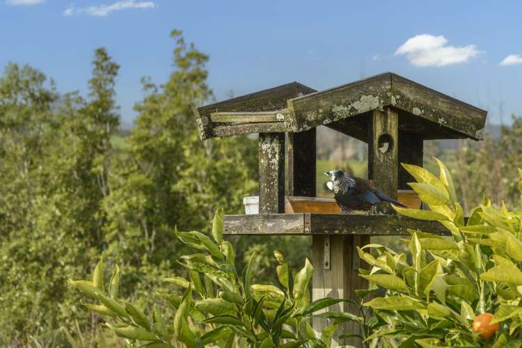 29 Kaimai View Drive Ohauiti_18