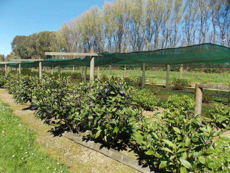 22A Walkers Road Longburn_31