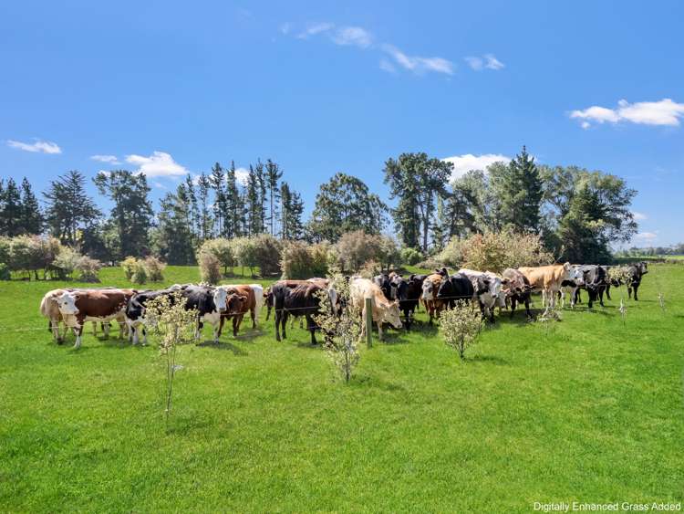 21 Copper Beech Road Woodend - Waimakariri_19