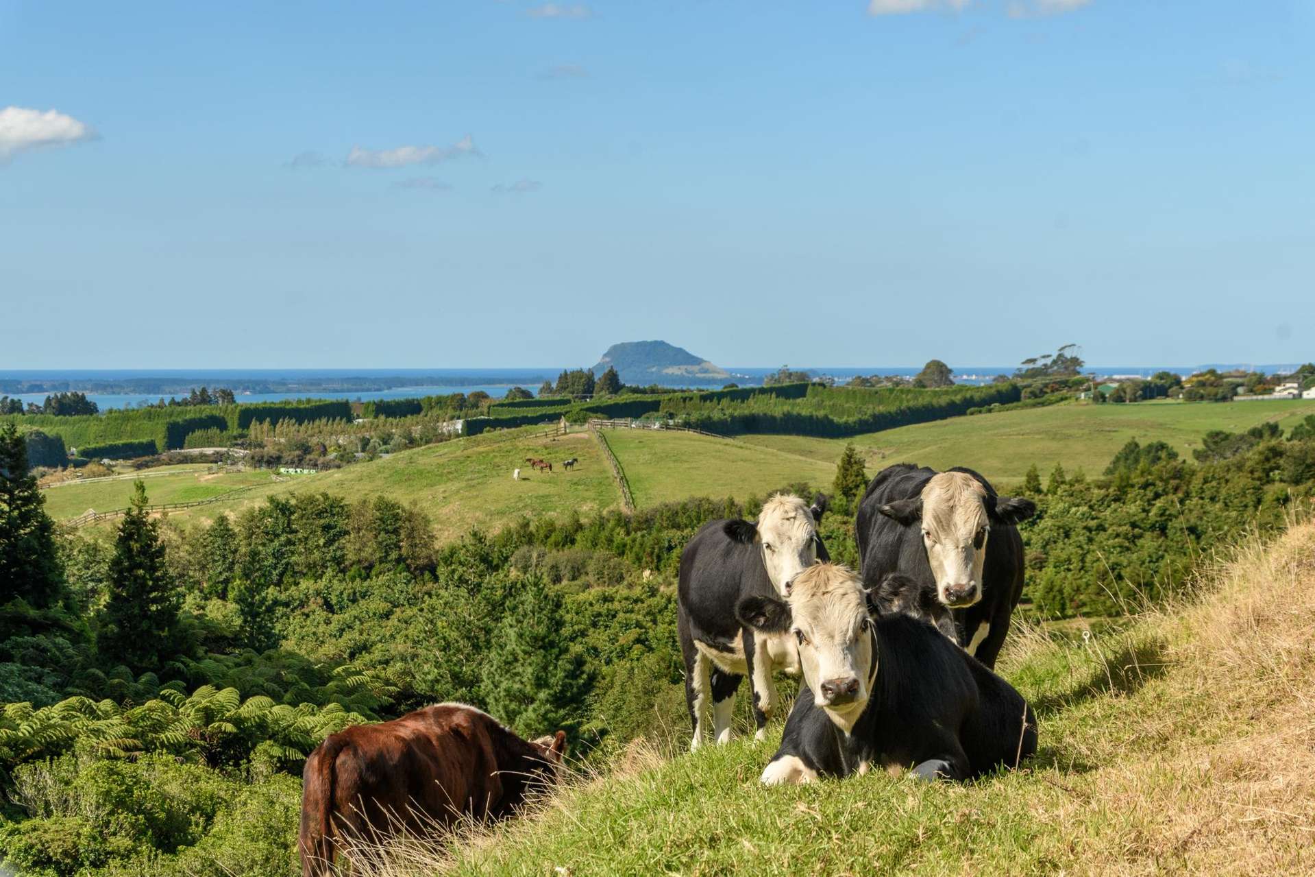 220 Ross Road Whakamarama_0