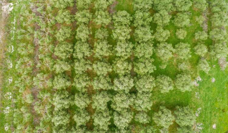 7 Harding Road Wellsford_0