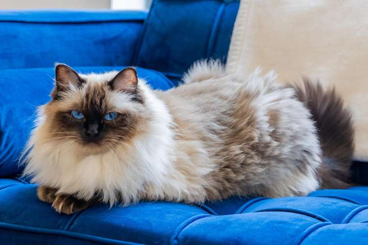 1B Kororo Street Northcote_18