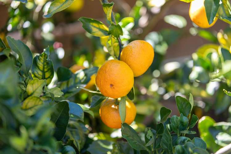 10 Poike Road Hairini_33