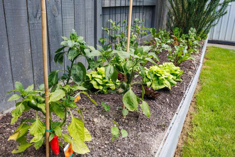 49 Rodeo Drive Kelvin Grove_23