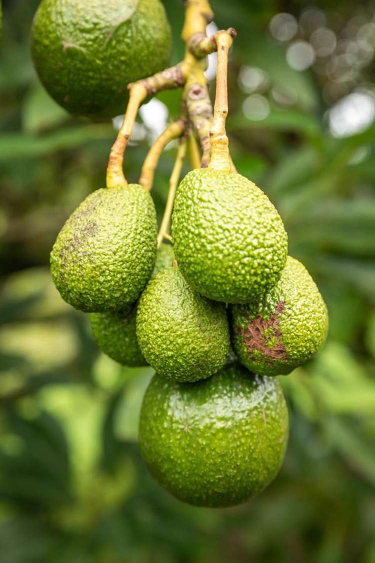 257 Willoughby Road Katikati_17