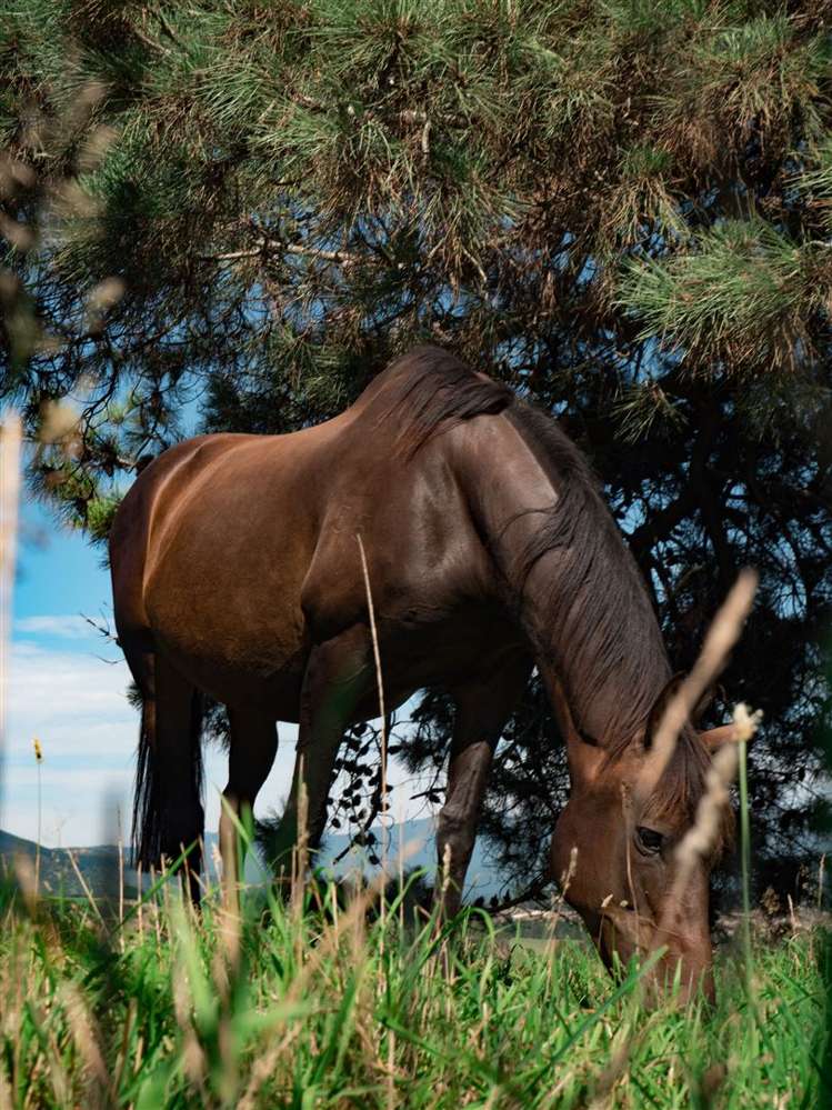 391 Waiwhero Road Ngatimoti_41