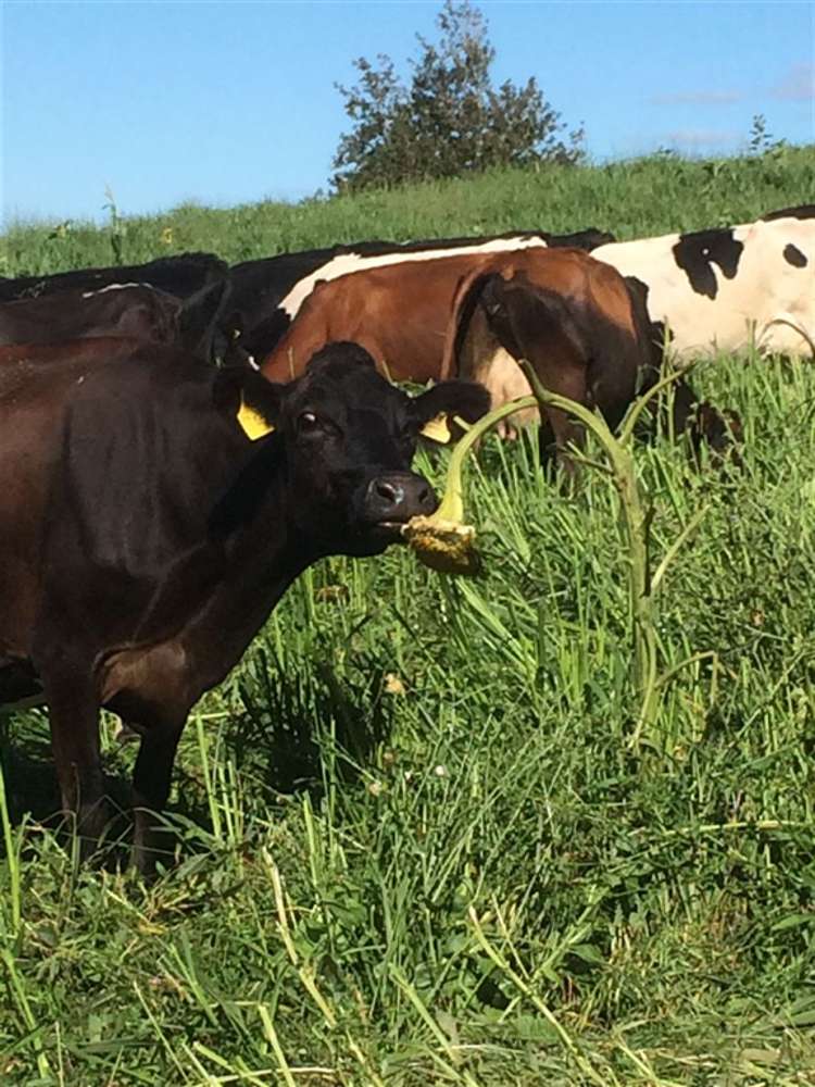 272 Broughton Road Ruawaro_15