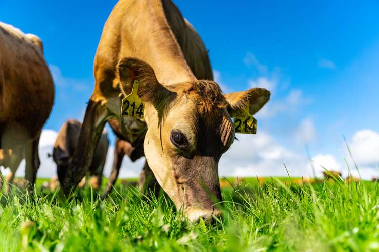 2682 State Highway 1 Brynderwyn_12