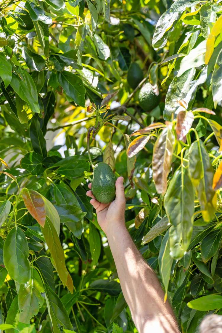 141 Barbara Avenue Whangamata_19