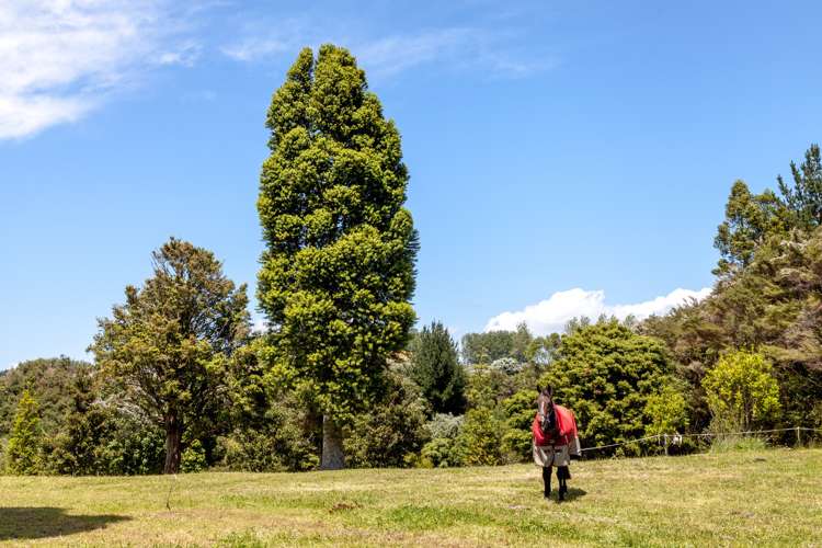 275 Mcbeth Road Hikuai_13