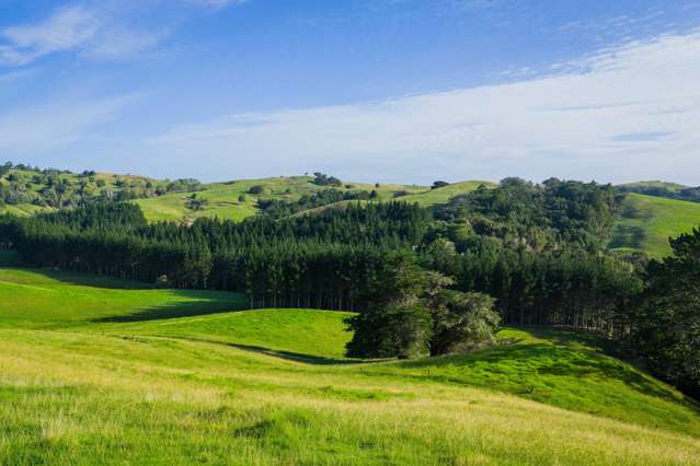 Ararua Road Matakohe_1