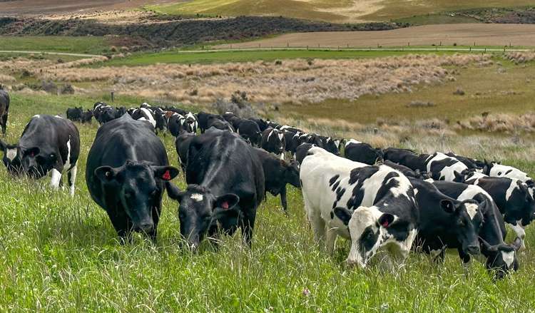 1338 Kakapo Road Te Anau Surrounds_3