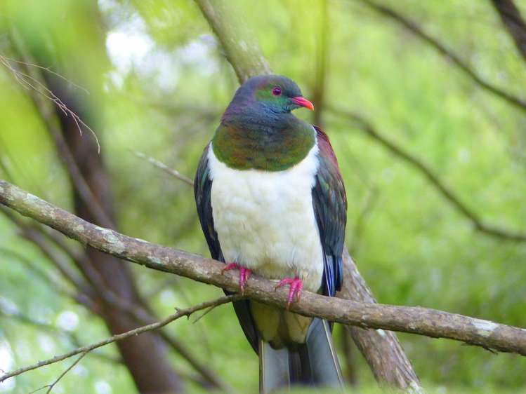 53 Kitewaho Road Swanson_37