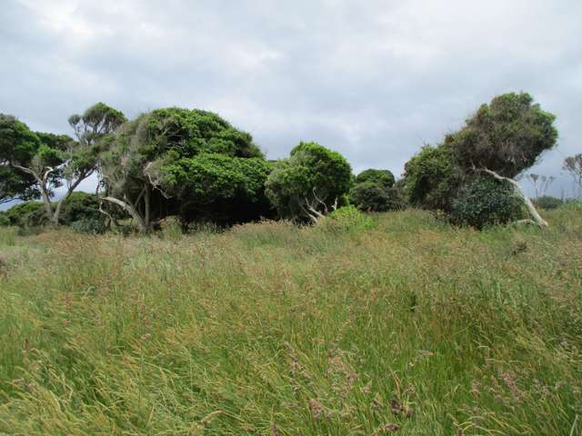 278 Jacks Bay Road Catlins Surrounds_4