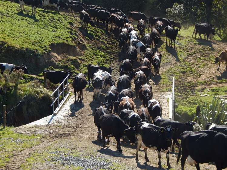 969 Piakonui Road Richmond Downs_7