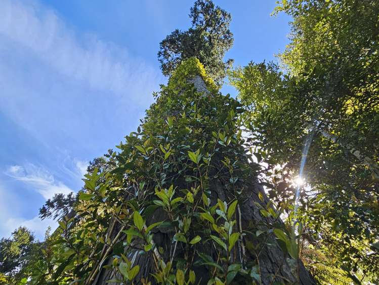 215 Clifton Road Kaiata_34