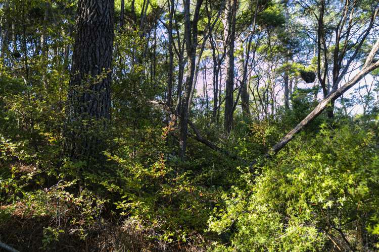 7 Trig Station Rise Paremoremo_6