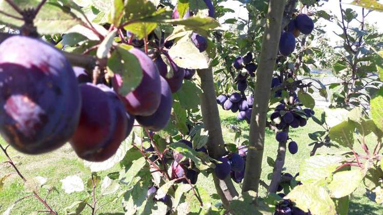 294 Burgess Road Herbert_16