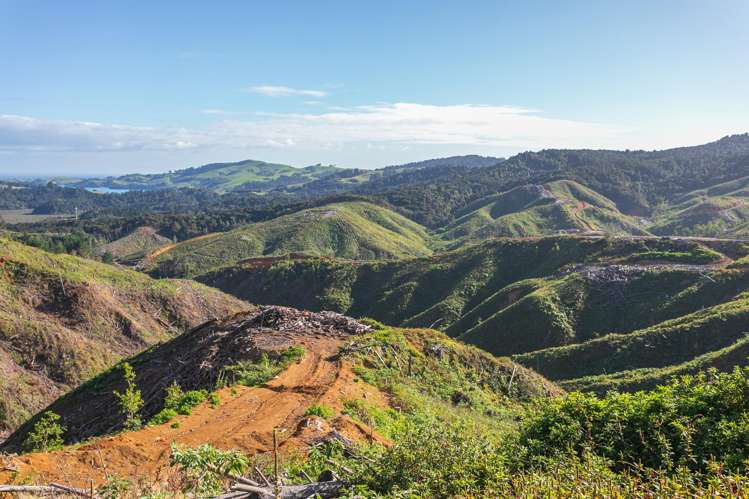 982B Manaia Road Coromandel_14