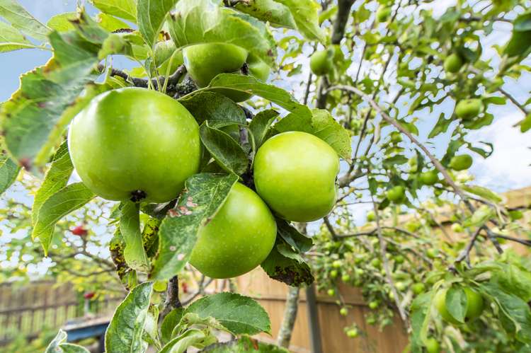 12 Brookside Road Rolleston_20