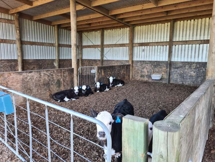 801 Mangorei Road Mangorei_19