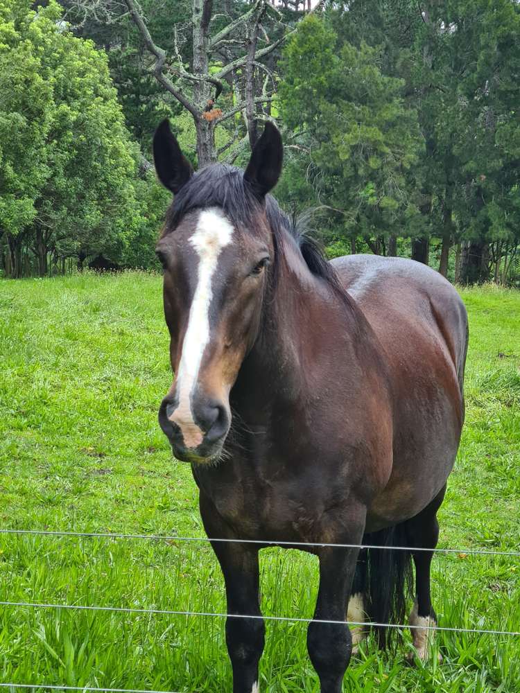 37 Smalley Road Glenbrook_16