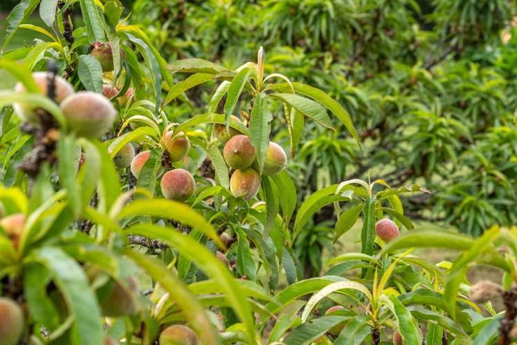 27 Dingle Road Morrinsville_40