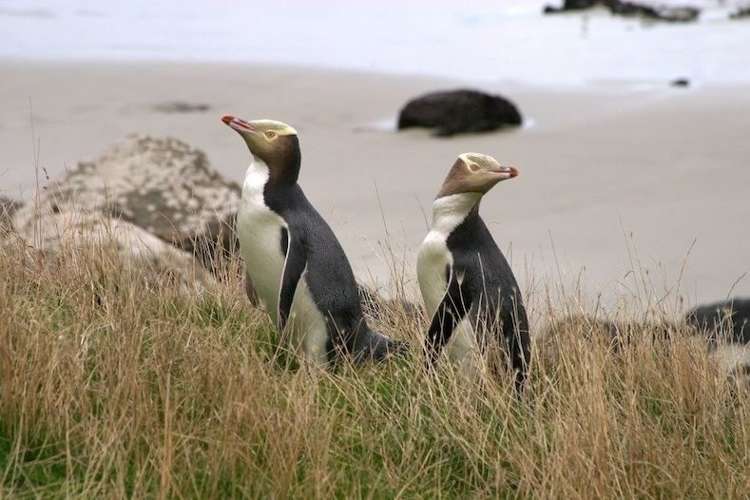 297 Cape Saunders Road Cape Saunders_15