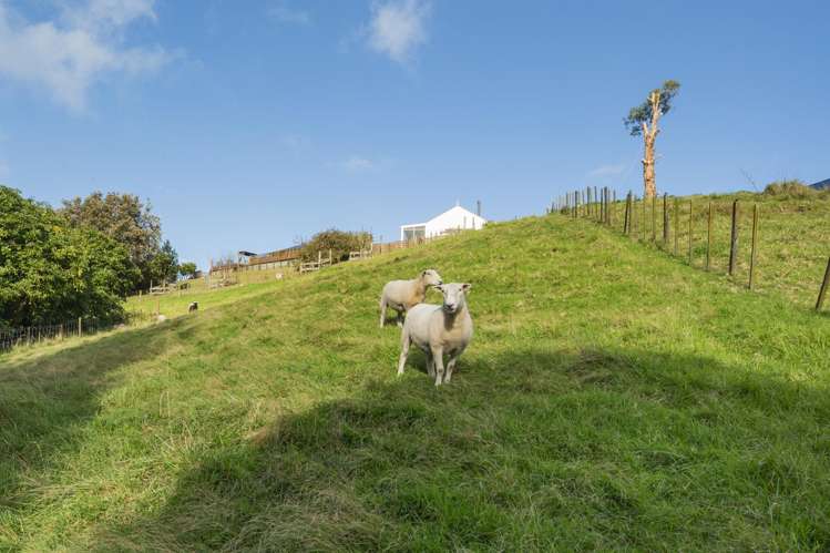 143 Youngson Road Whakamarama_25