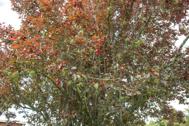 22 Sawmill Lane Camerons_25