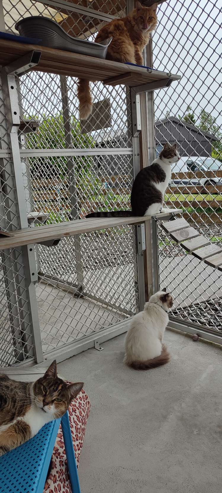 318 Mountain Road Lepperton_16