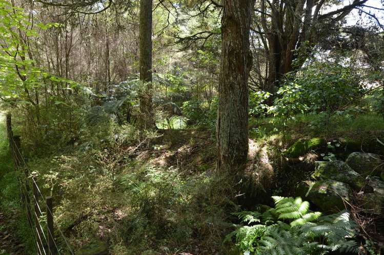 20 Homestead Grove Kauri_7