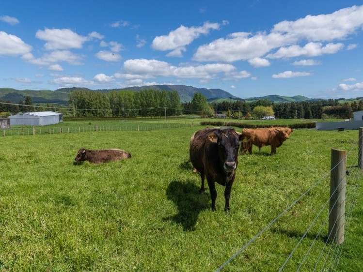 657 Corbett Road Ngakuru_15